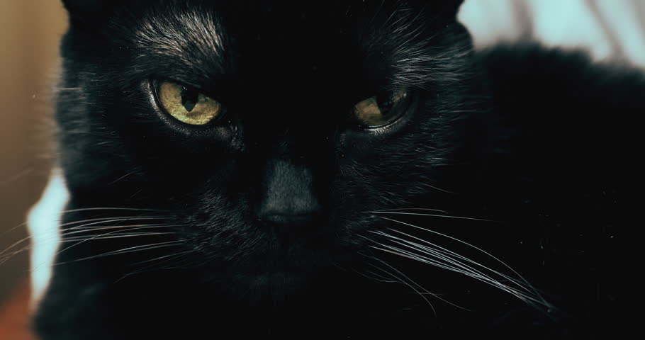 Black Cat In The Dark, Scary Stock Footage Video 8392192 | Shutterstock