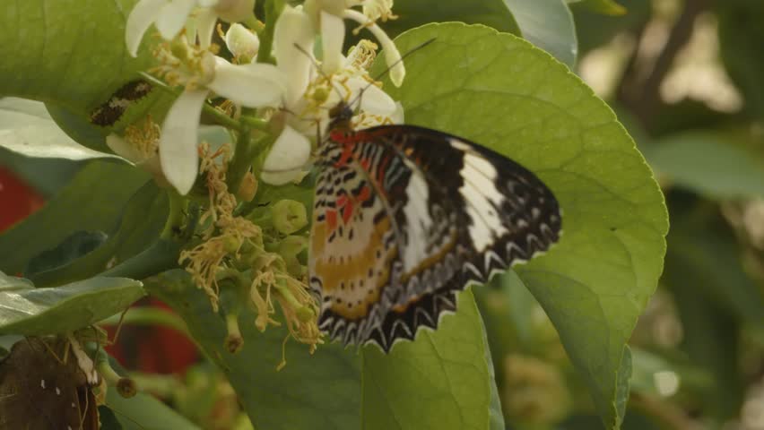 Header of consul