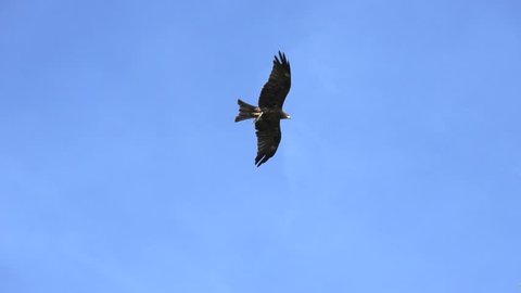 One Hawk Eagle Bird Flying On The Sky In Slow Motion