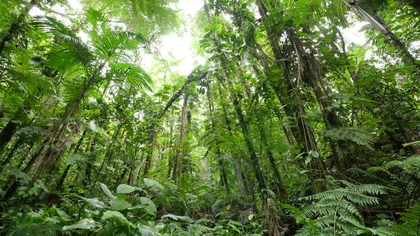 4K A River In Rainforest Of Brazil Jungle. Beautiful Scenic Nature ...