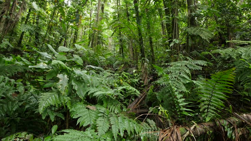 Thick Lush Green Jungle Trees, Ferns And Vines Sway Gently In The ...