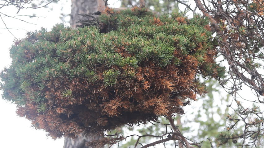 Header of dendrology