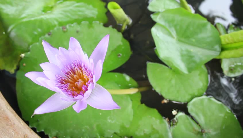 Flower Bud Stamen Time Lapse Of The Botanical Cherry Blossom Beautiful Blooming Lotus Flower In Pond Hd Stock Video Clip