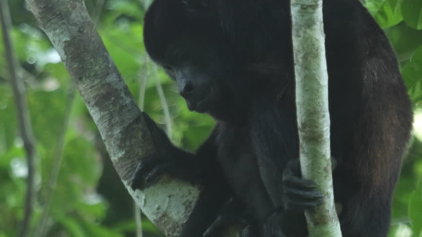 Header of Alouatta palliata
