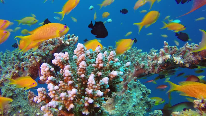 Colorful Fish On Coral Reef, Red Sea Stock Footage Video 1274461 ...