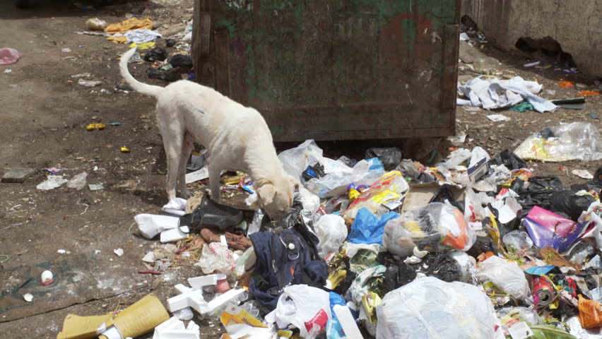 Street Dog Eats Garbage With Flies, Medium Shot Stock Footage Video ...