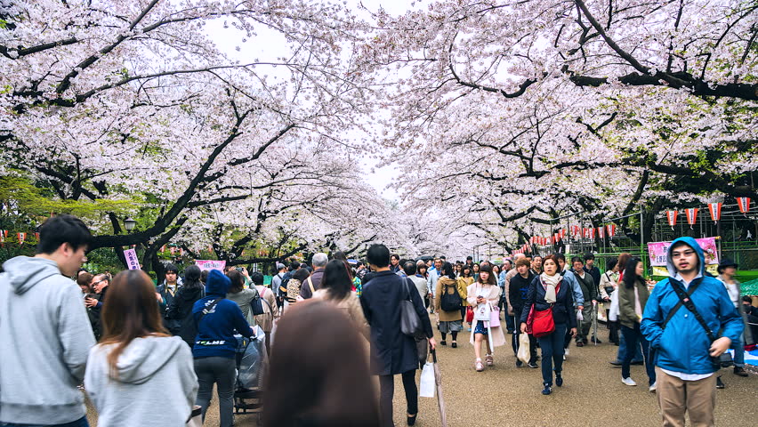 Osaka, Japan - March 30: Cherry Blossom On March 30, 2014 In Osaka 