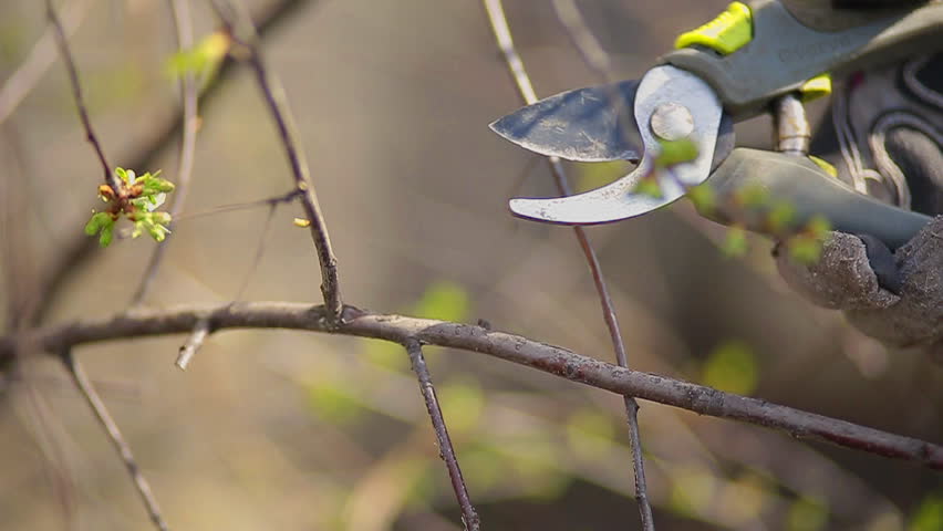 Header of clicker