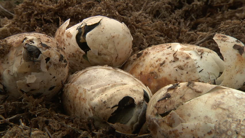 Alligator Eggs Hatching Stock Footage Video 1451317 | Shutterstock