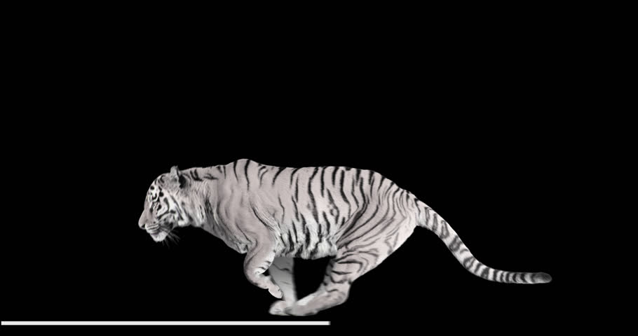 Tiger Background Images Hd