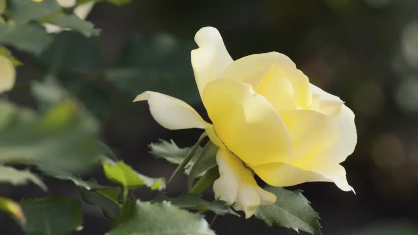 Single Yellow Rose Swinging In Stock Footage Video 100 Royalty