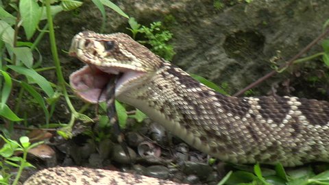 Snake Eats Alligator Stock Video Footage - 4K and HD Video Clips ...