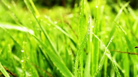 Fresh grass: Mùi thơm của cỏ tươi và sự mát lạnh của mùa xuân được tái hiện sinh động trong hình ảnh cỏ tươi. Hãy tìm hiểu về cách chăm sóc cỏ để giữ cho không gian xanh mát của bạn.