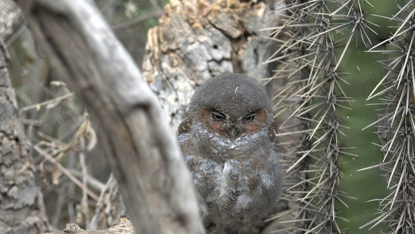 Elf Owl Cactus