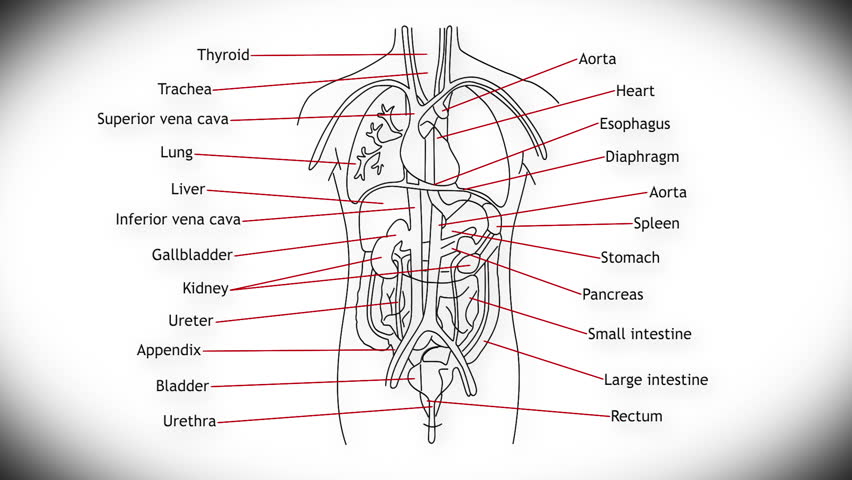 Human Organs Structure Animation Illustration Stock Footage Video (100%