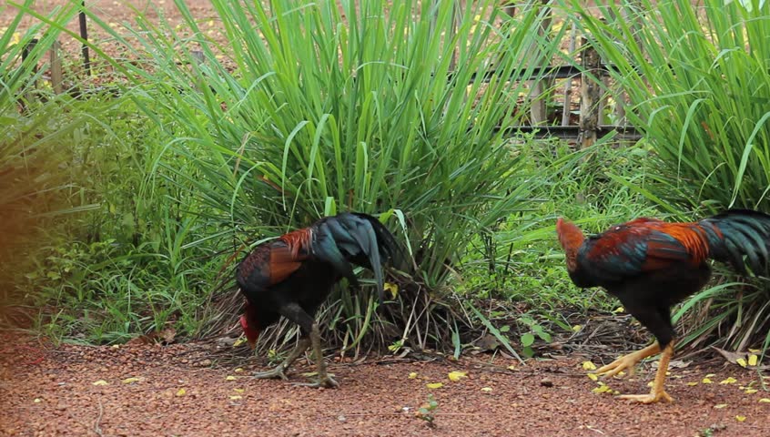Header of gamecock