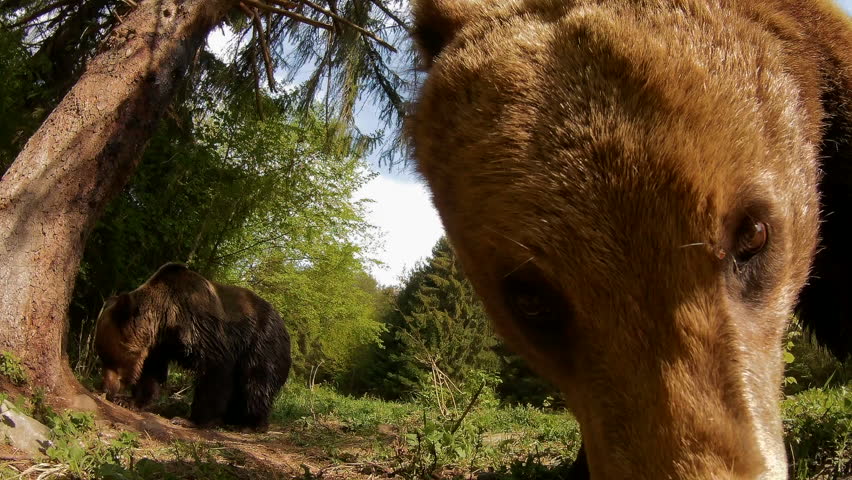 Hairy bear video clips Camera phone voyeur