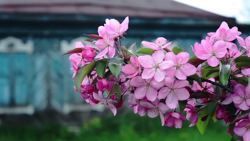 Header of izba