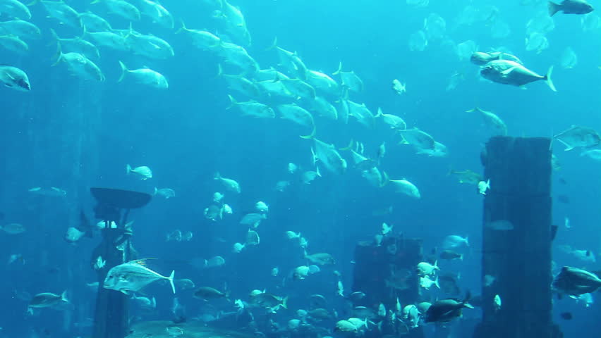 Stock video of ocean scenery underwater | 2737106 | Shutterstock