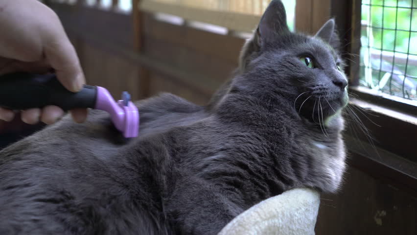 Cat Grooming Gray Cat Enjoying Stock Footage Video 100