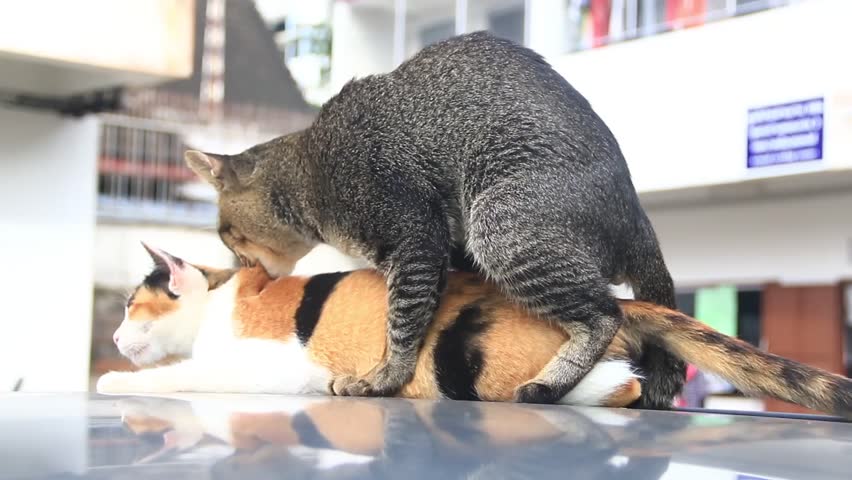 Stock Video Of Cat Having Sex Cat Make Love 27895306 Shutterstock 