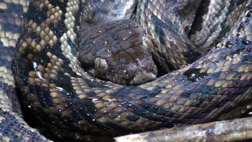 Header of Amethystine Python