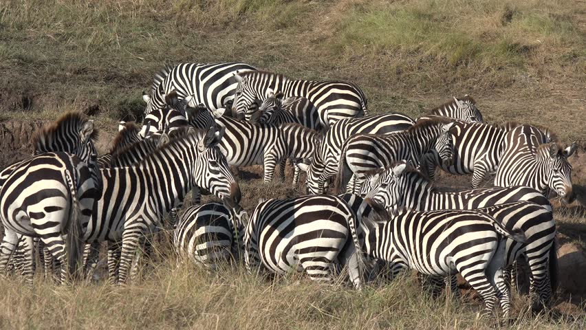 dazzle of zebras