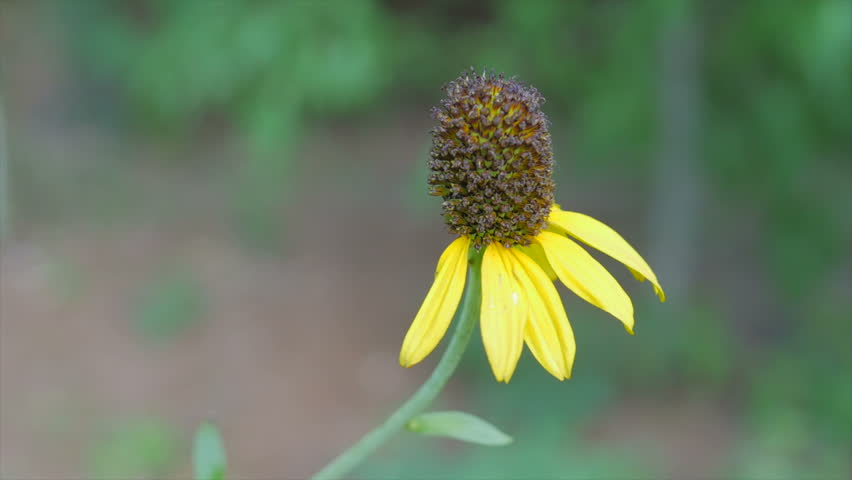 Header of rudbeckia
