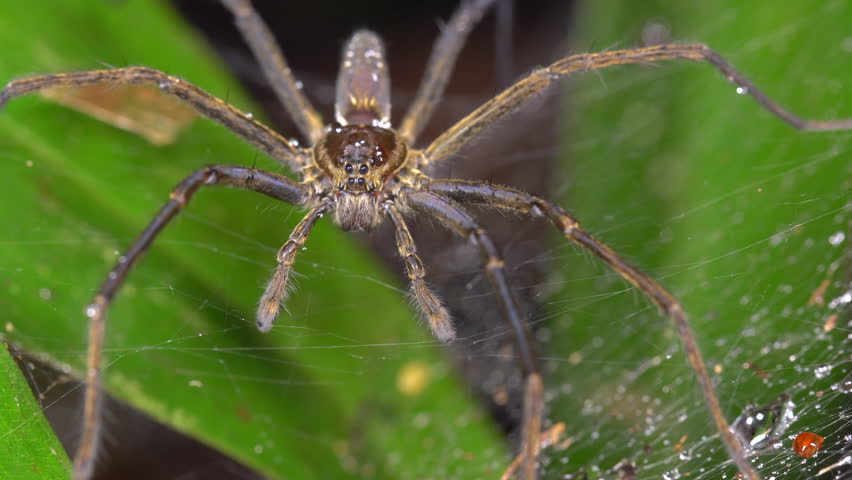 A HUGE Malaysian Earth Tiger Tarantula Retreats To Her Tree Burrow In ...