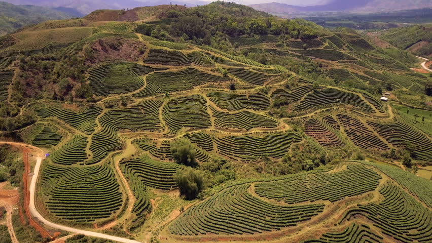 Aerial Of Green Tea Fields Hills In Mu Cang Chai, Vietnam Stock Footage ...