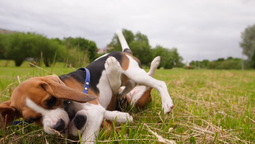 Header of rollick