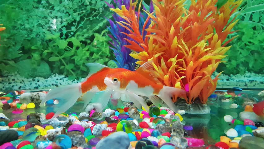 Goldfish Carassius Auratus Image Free Stock Photo Public Domain 