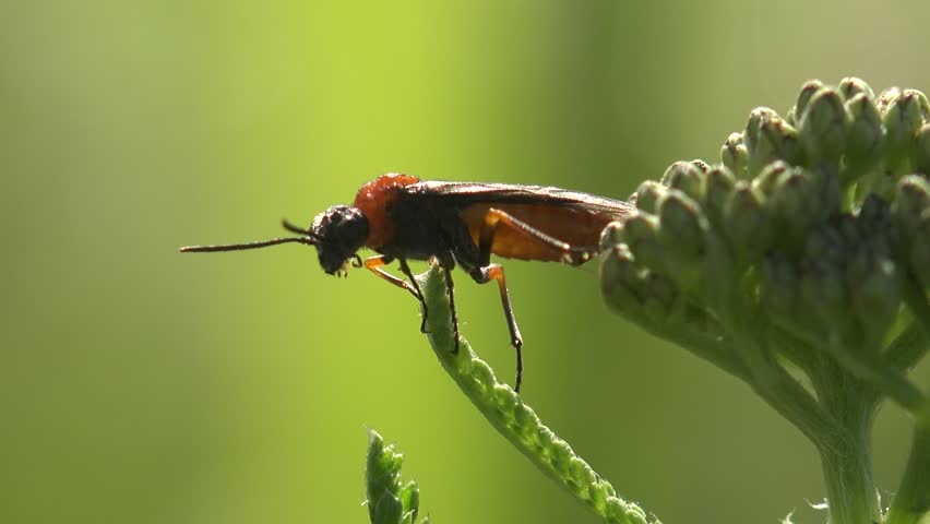 Header of Stratiomyidae