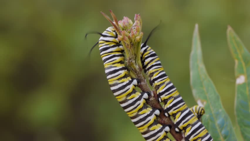 Timelapse Of Monarch Caterpillars On Milk Weed Plant Eating The Buds ...