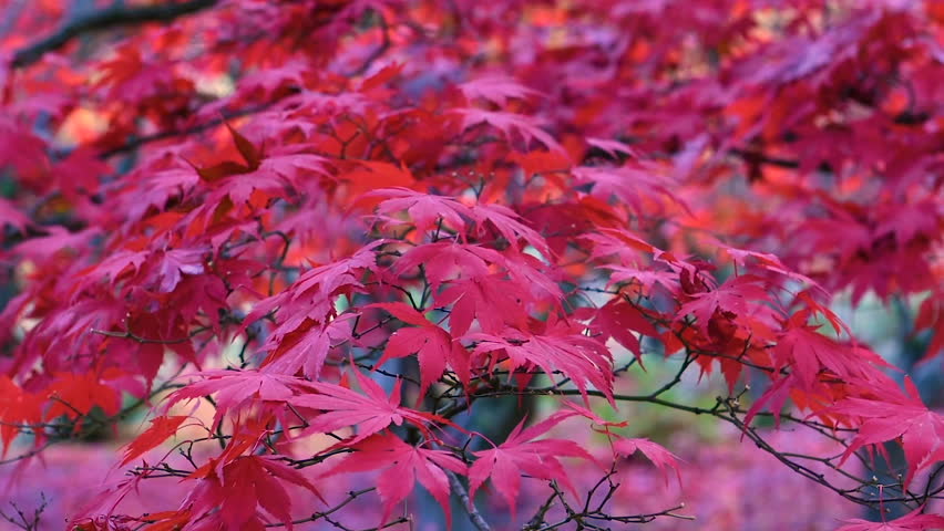 Yellow Leaves on forest floor image - Free stock photo - Public Domain ...