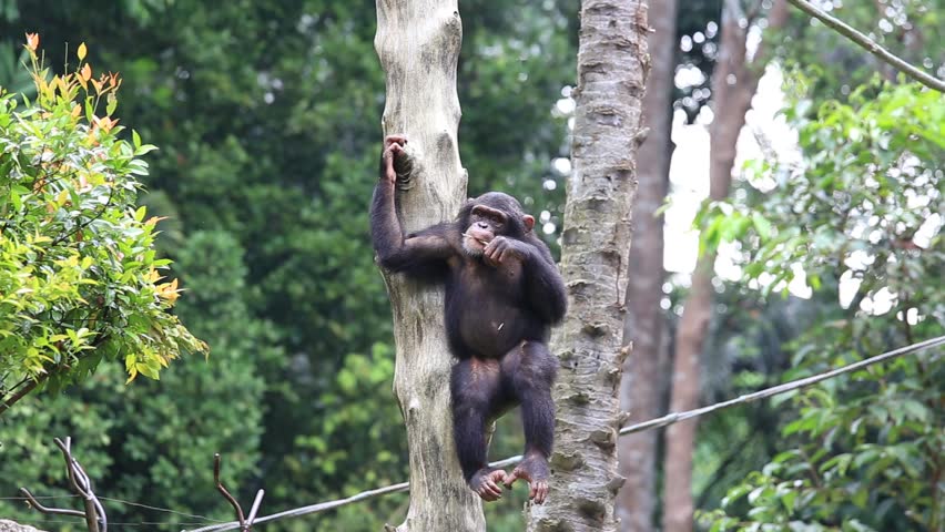 Header of chimpanzee