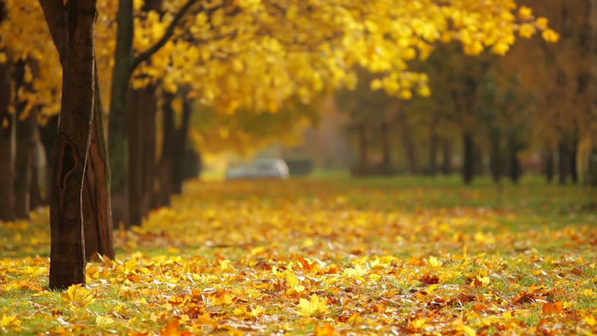 Header of autumn