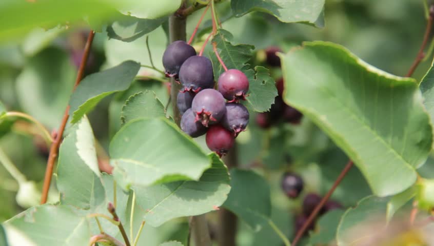 Header of Amelanchier