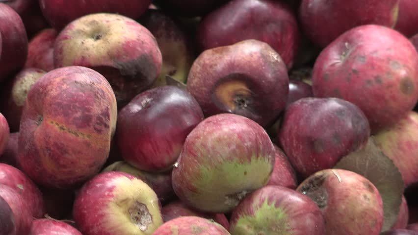 Header of cider