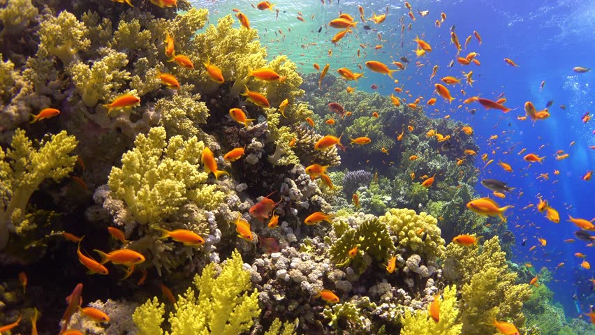 Tropical Fish On Vibrant Coral Reef, Underwater Scene Stock Footage ...