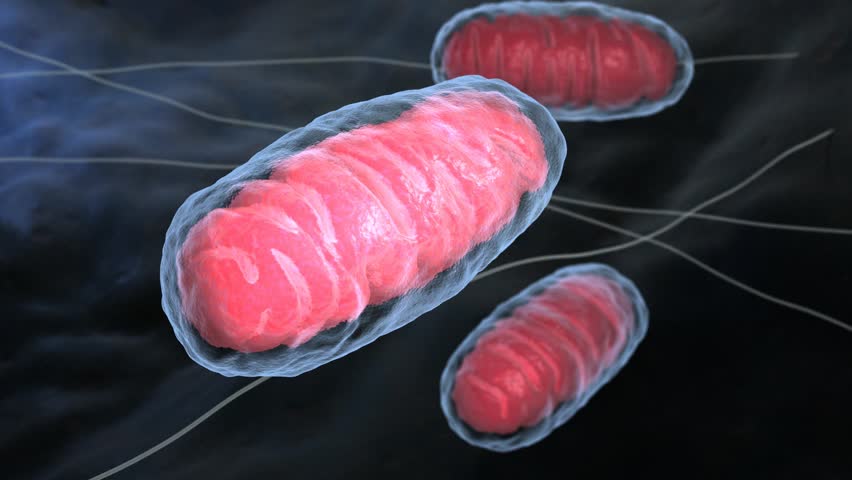 Header of organelle