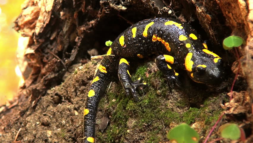 хвостатые земноводные саламандра. молотоголовая саламандра. регенерация конечности у тритона. уссурийский когтистый тритон. регенерация саламандры.
