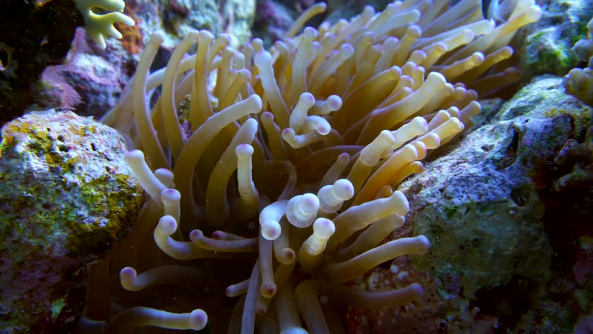 Salmonella Stock Footage Video 397255 | Shutterstock