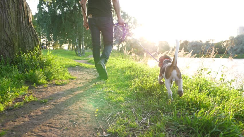 Header of companion