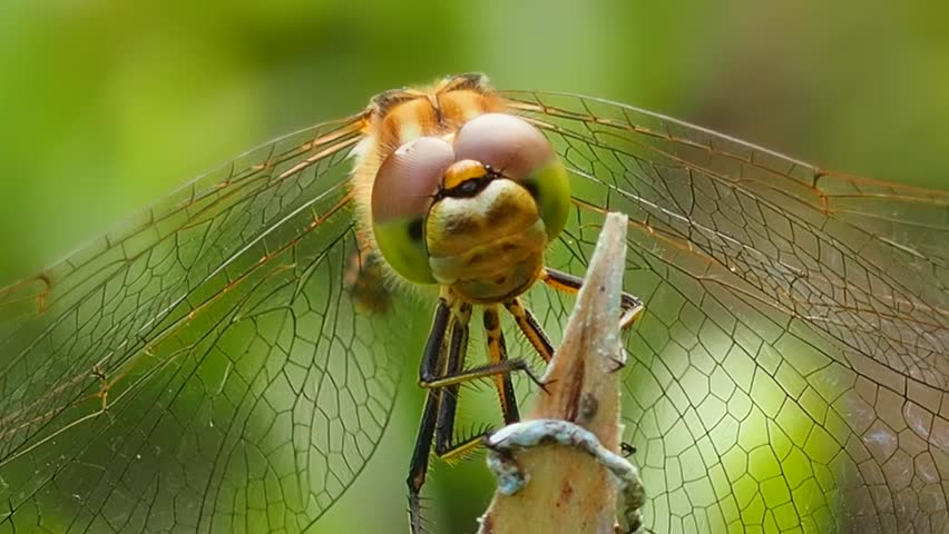Header of entomology