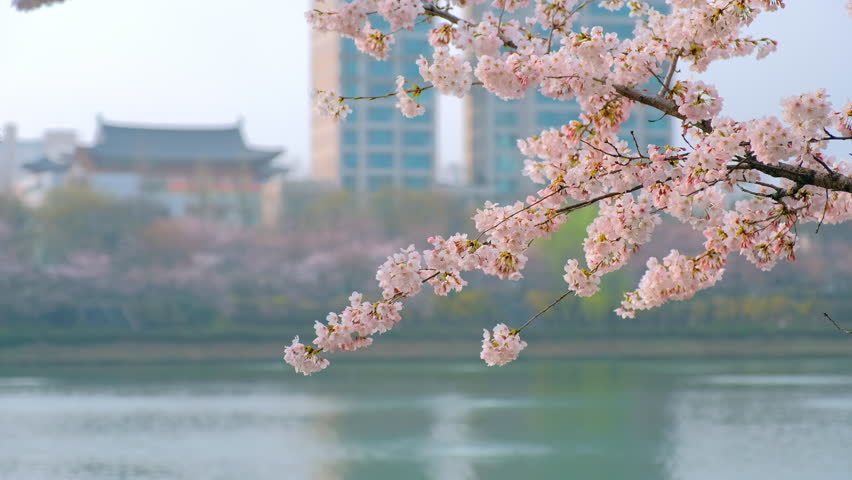 Blooming Sakura Cherry Blossom Branch Stock Footage Video 100