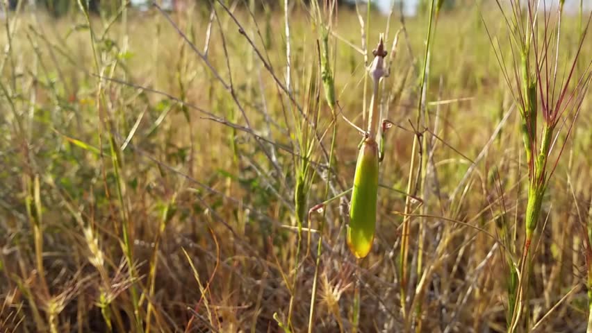 Header of divot