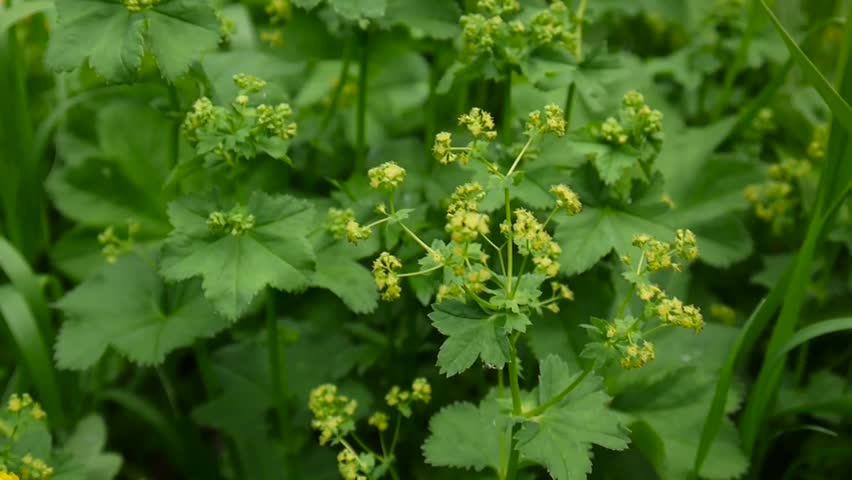 Header of Alchemilla vulgaris