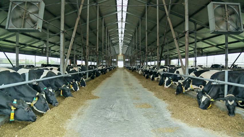 Milk Cow In Modern Barn. Milk Cows Feeding. Cows In Barn On Modern 