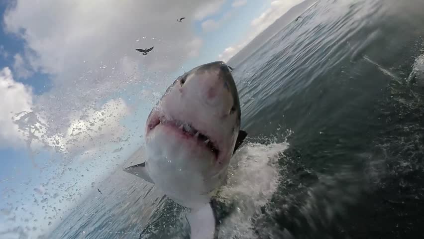 Sharks in the Ocean image - Free stock photo - Public Domain photo ...